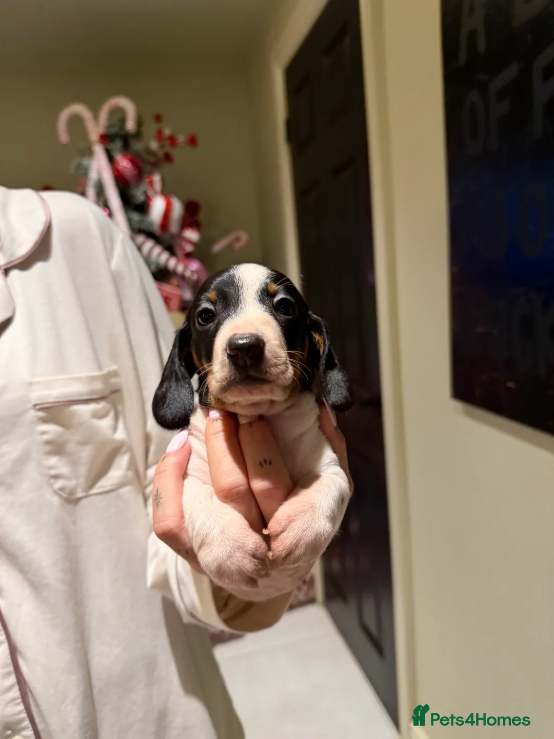 Miniature Dachshund dogs for sale: REDUCED Venus Rocket and Comet piebald dachshunds  - Advert 14