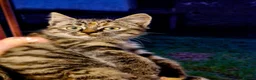 Mixed Breed cats for sale: Beautiful tabby girl  - Advert 4