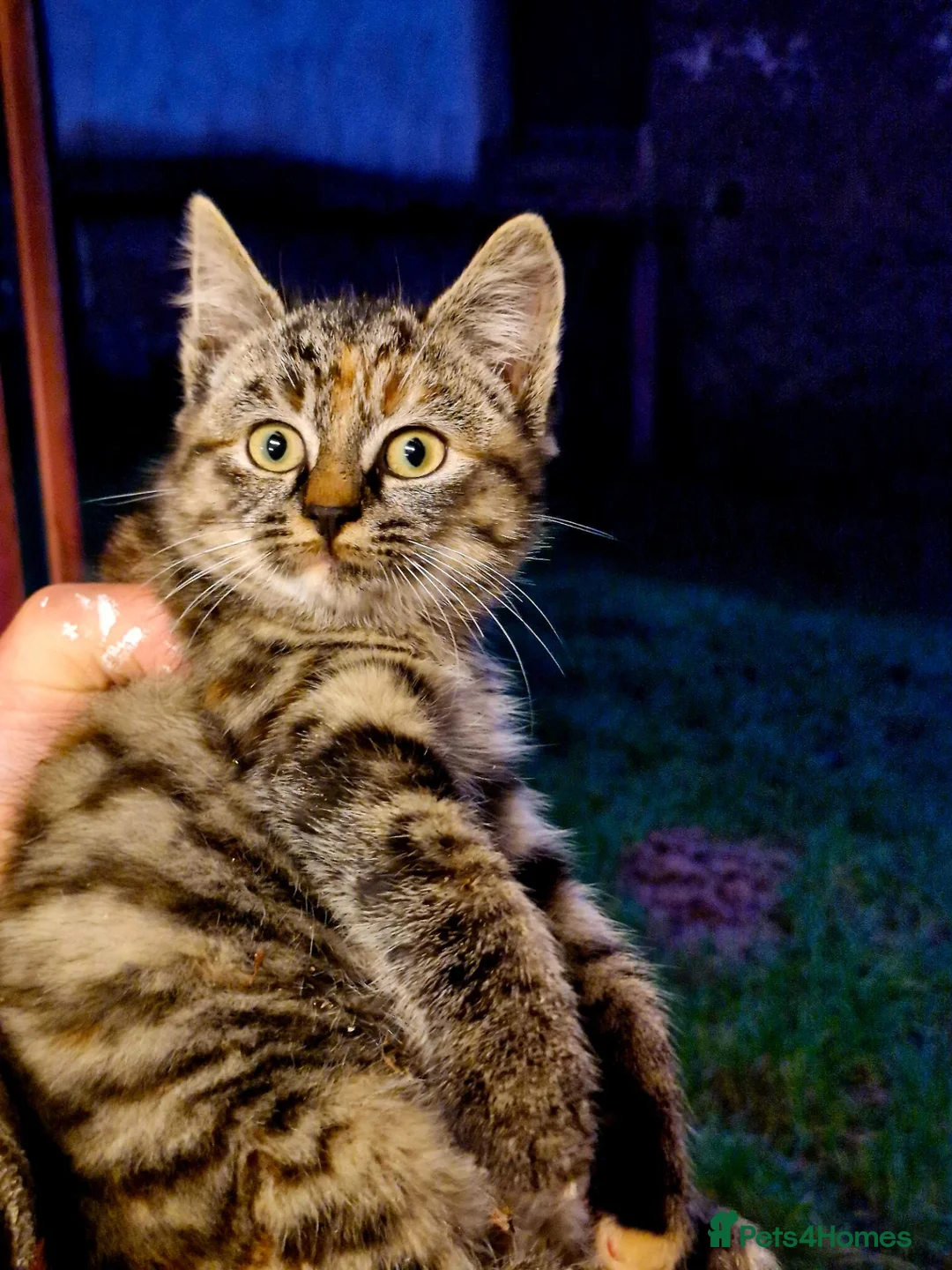 Mixed Breed cats for sale: Beautiful tabby girl  - Advert 4