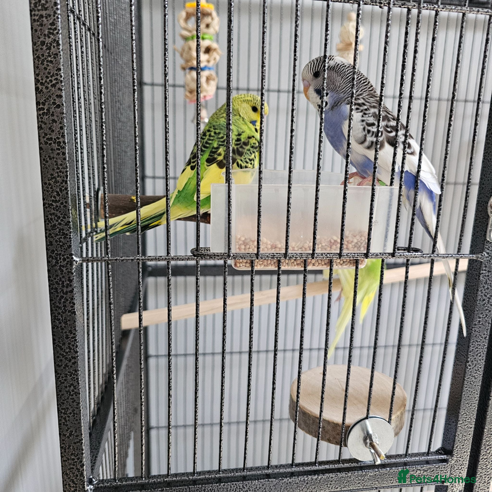 Budgerigars birds Budgies and cage - Advert 1