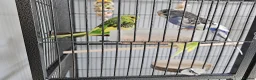 Budgerigars birds for sale: Budgies and cage in Bootle - Advert 1