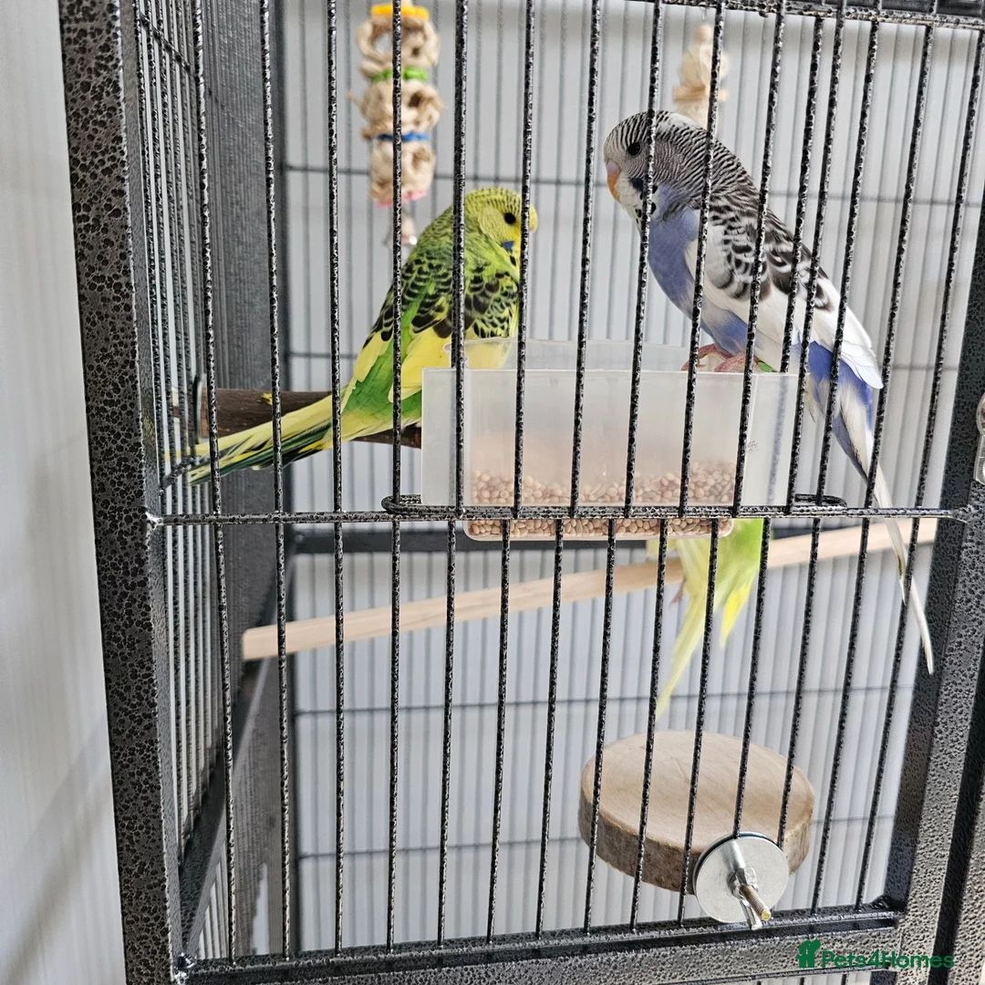 Budgerigars birds for sale: Budgies and cage in Bootle - Advert 1