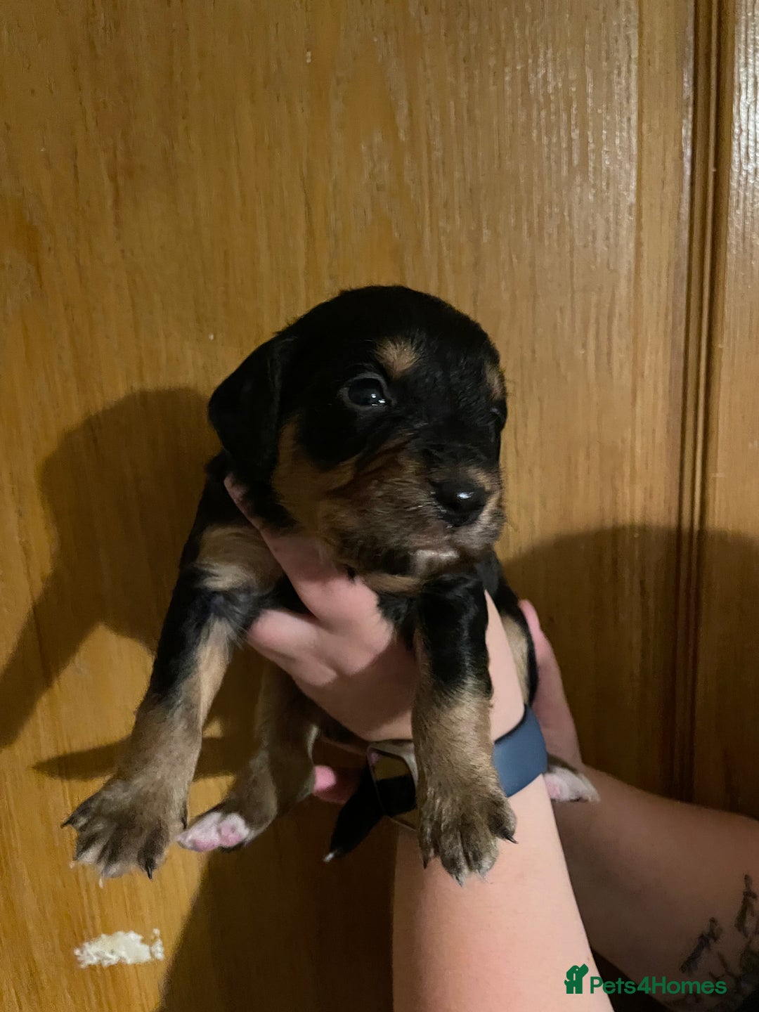 Mixed Breed dogs for sale: Cocker spaniel crosses - Image 4