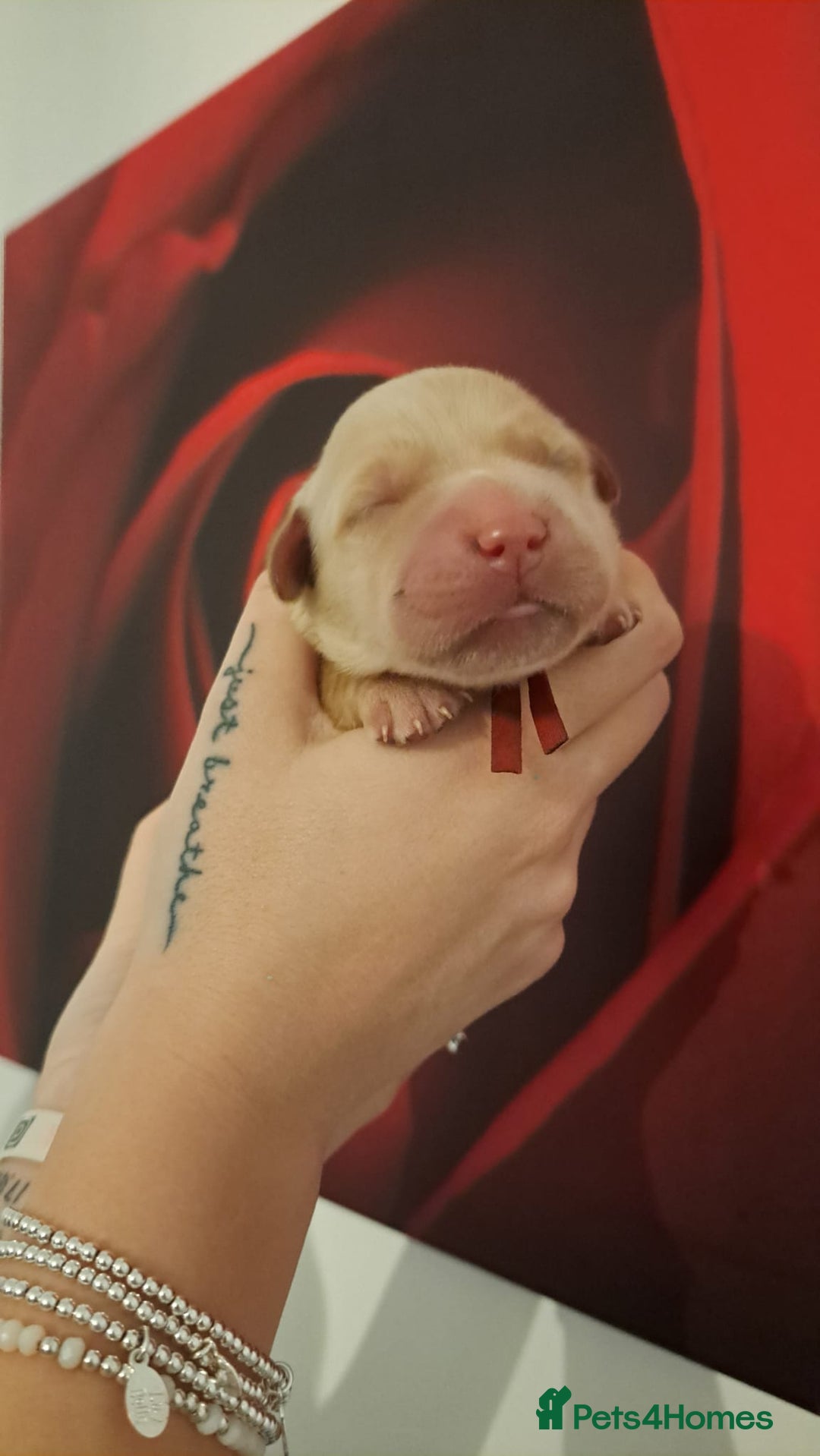 Golden Retriever dogs for sale: European bloodline GR puppies  - Advert 6