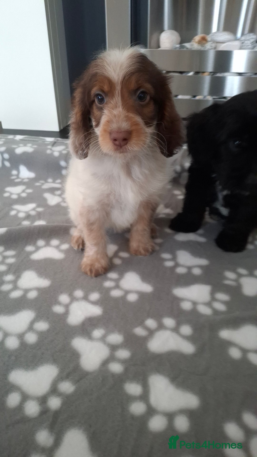 Cockapoo dogs for sale: Health tested show type cockapoo puppies! - Image 13