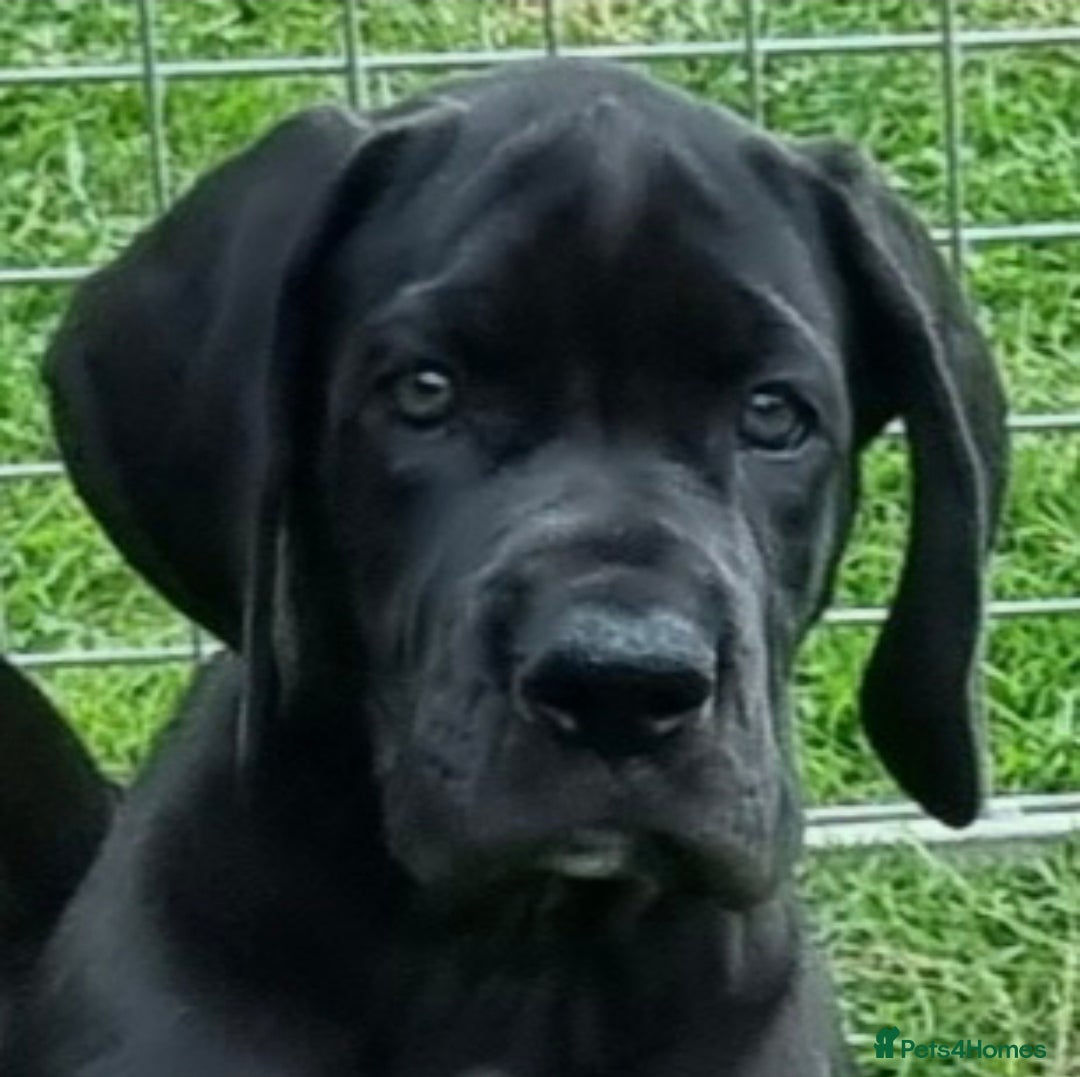 Great Dane dogs Kc reg, health tested parents - Advert 7