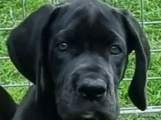 Great Dane dogs Kc reg, health tested parents - Advert 7
