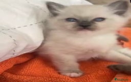 Ragdoll cats for sale: Full Ragdoll Kittens - Both Parents are Pedigree - Image 6
