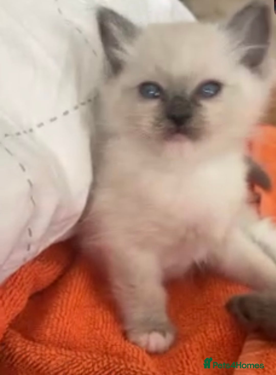 Ragdoll cats for sale: Full Ragdoll Kittens - Both Parents are Pedigree - Image 6