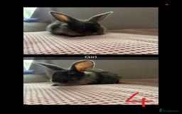 Mixed Breed rabbits for sale: Gorgeous baby bunnys - Image 4