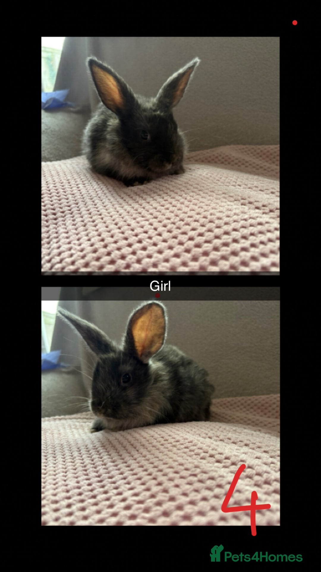 Mixed Breed rabbits for sale: Gorgeous baby bunnys - Image 4