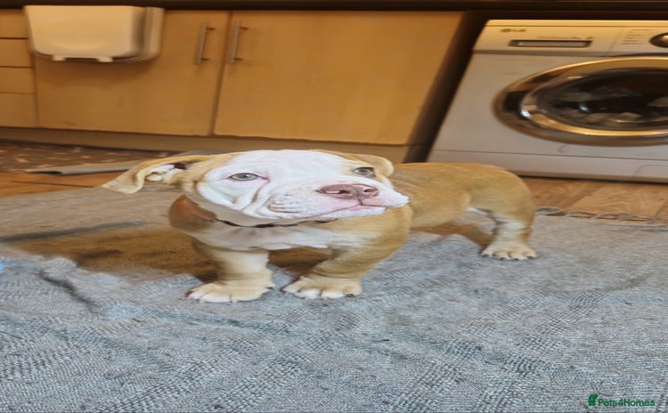 Mixed Breed dogs - Advert 1