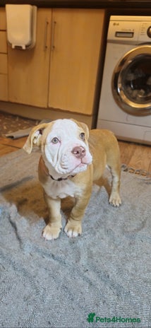 Mixed Breed dogs - Advert 1