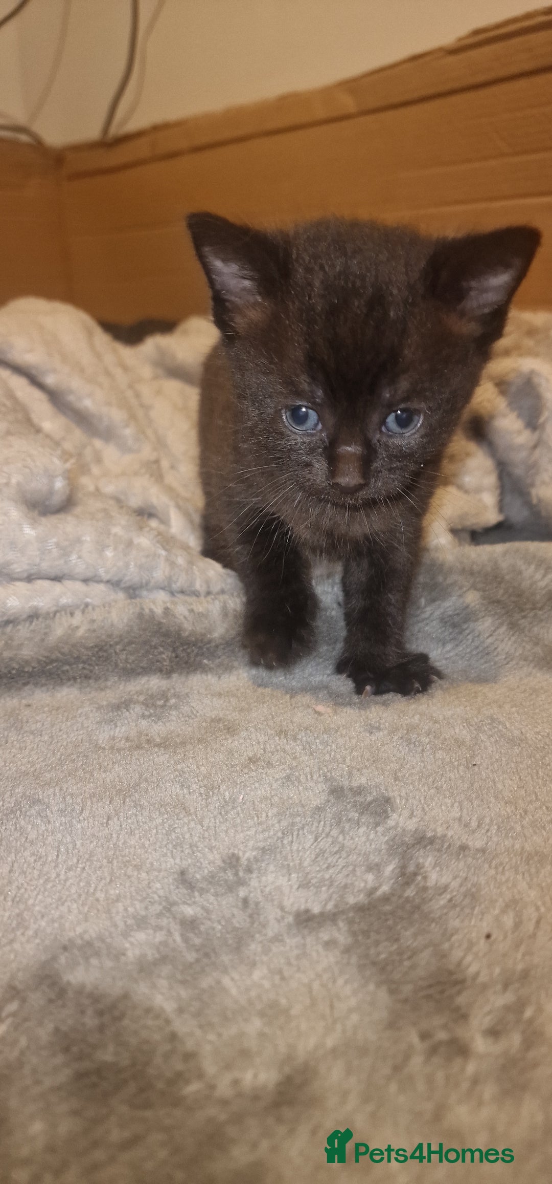 Mixed Breed cats for sale: Chartreux kittens - Advert 8