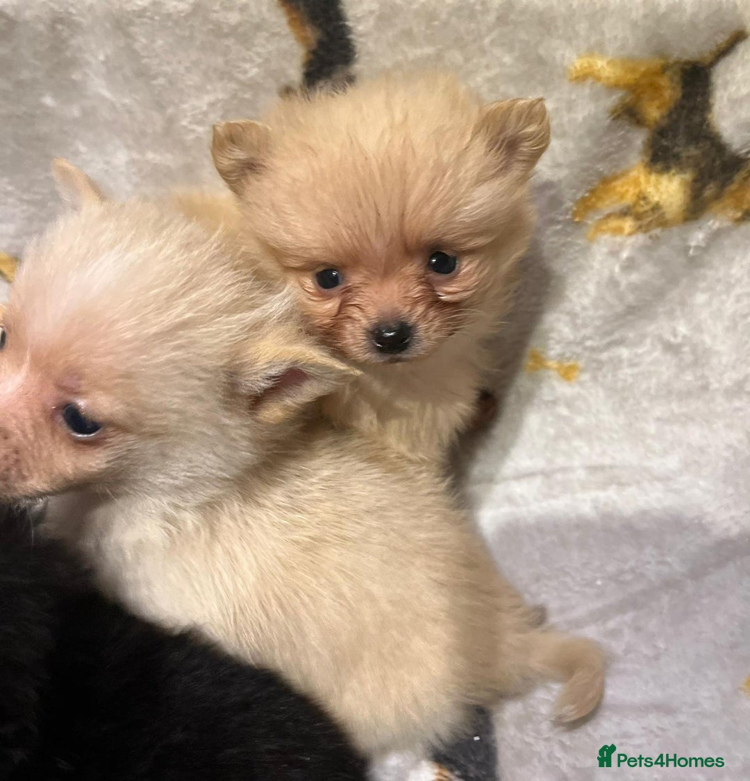 Pomchi dogs for sale: Pomeranian puppy's  - Advert 4