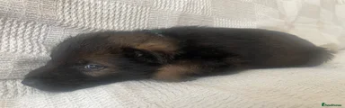German Shepherd 5