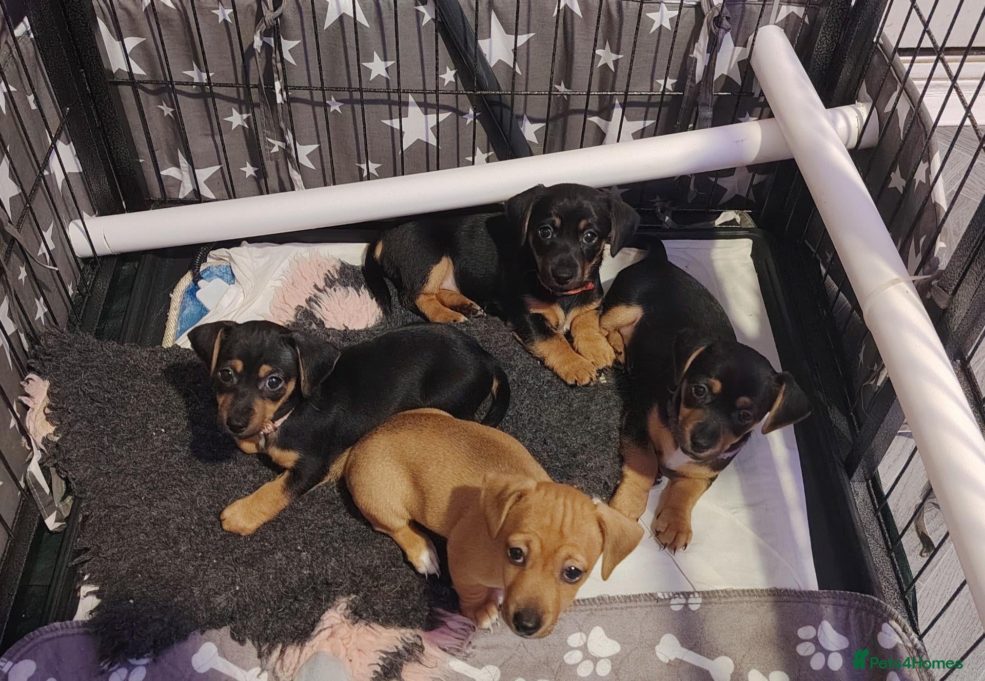 Jackshund dogs for sale: Jack Russell x miniature dachshund - Advert 1