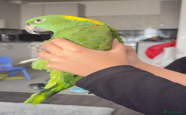 Parrots birds - Advert 19