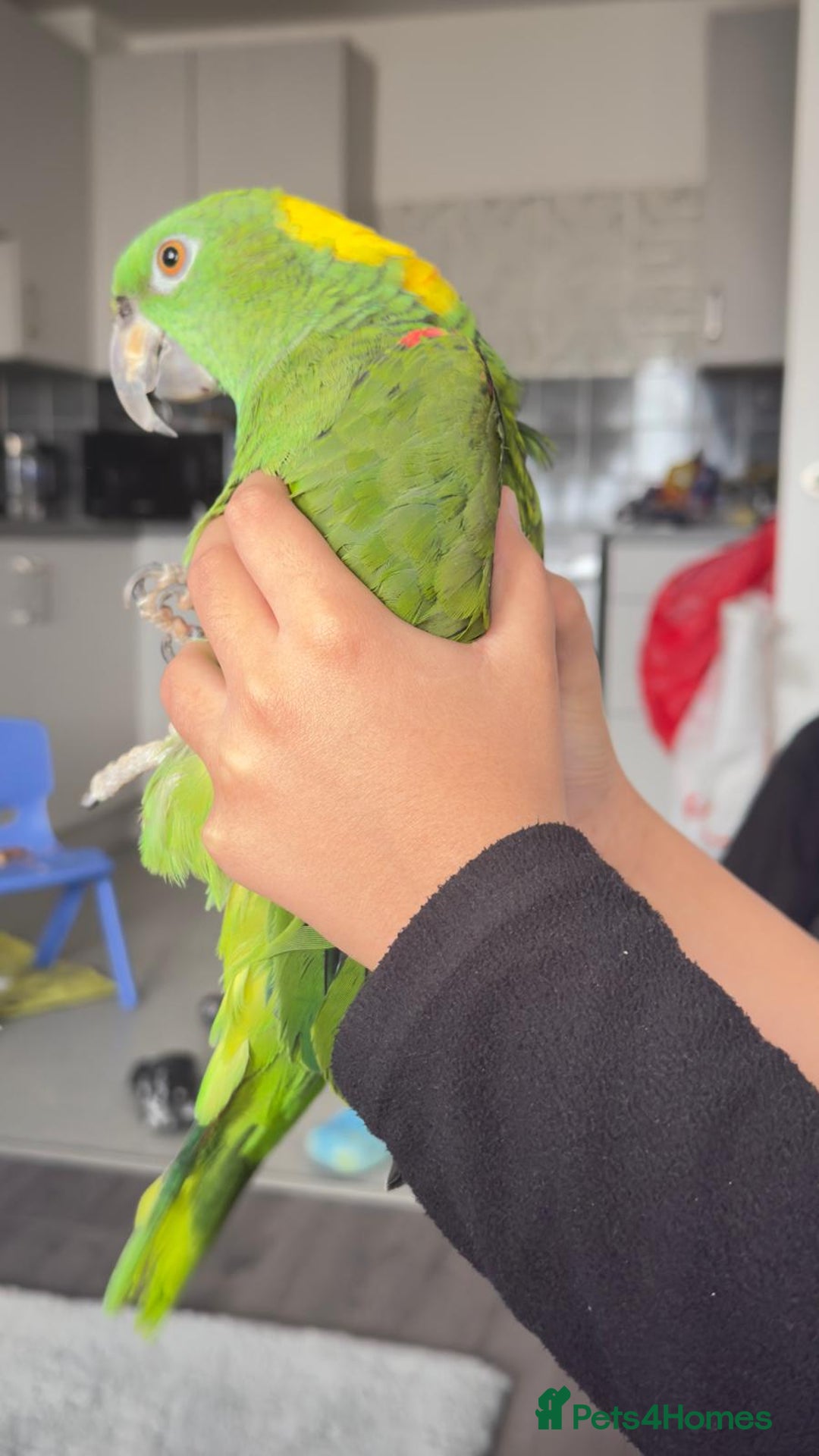Parrots birds for sale: Yellow Naped Amazon  - Image 1