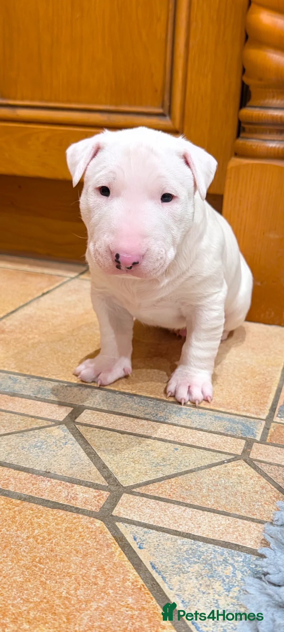 English Bull Terrier dogs for sale: English bull terrier pups - Advert 12