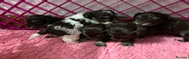Miniature Schnauzer Puppy 5