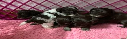 Miniature Schnauzer dogs for sale: 5* LICENSED KC MINI/TOY CHOCOLATE LITTER - Advert 2