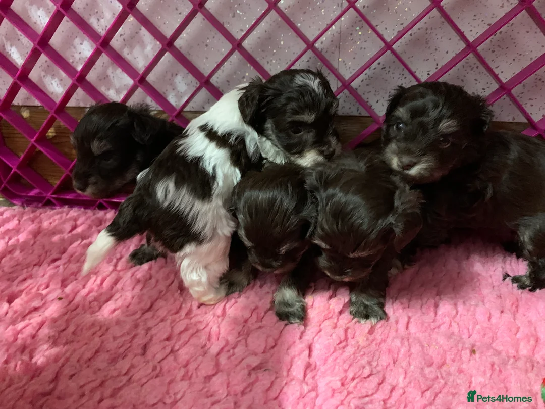 Miniature Schnauzer dogs for sale: 5* LICENSED KC MINI/TOY CHOCOLATE LITTER - Advert 2