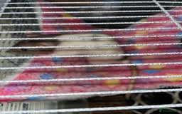Rat rodents for sale: 2 Female rats - Free - Image 5