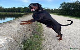 Dobermann dogs for stud: Elite European Doberman Stud – Champion Bloodlines - Image 1
