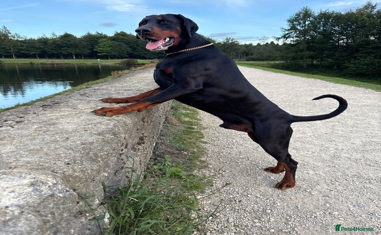 Dobermann dogs - Advert 5