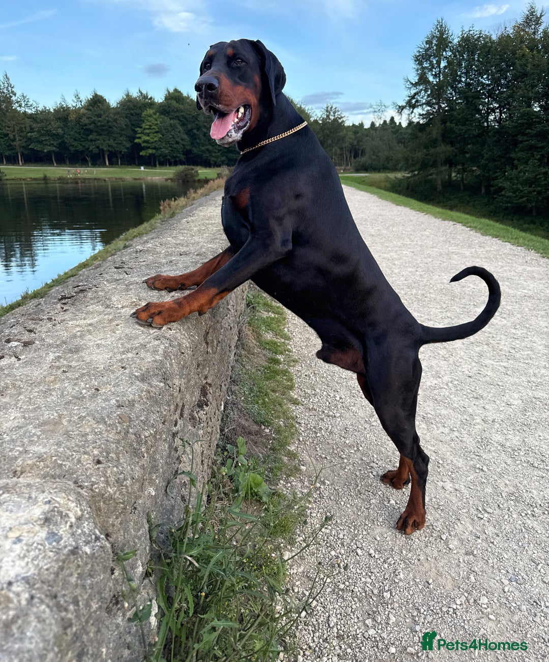 Dobermann dogs for stud: Elite European Doberman Stud – Champion Bloodlines - Image 1