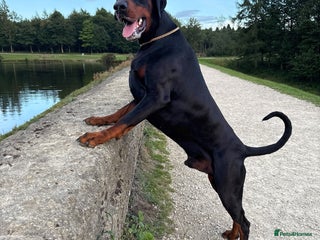 Dobermann dogs - Advert 18