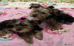 Yorkshire Terrier dogs for sale: Adorable Yorkshire Terrier girl puppies  - Image 2