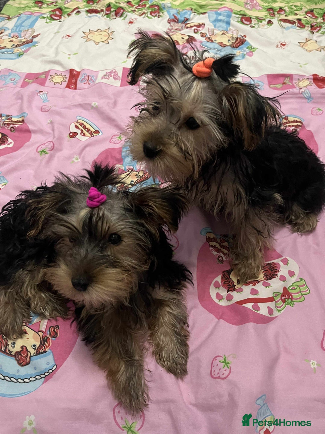 Yorkshire Terrier dogs for sale: Adorable Yorkshire Terrier girl puppies  - Image 2