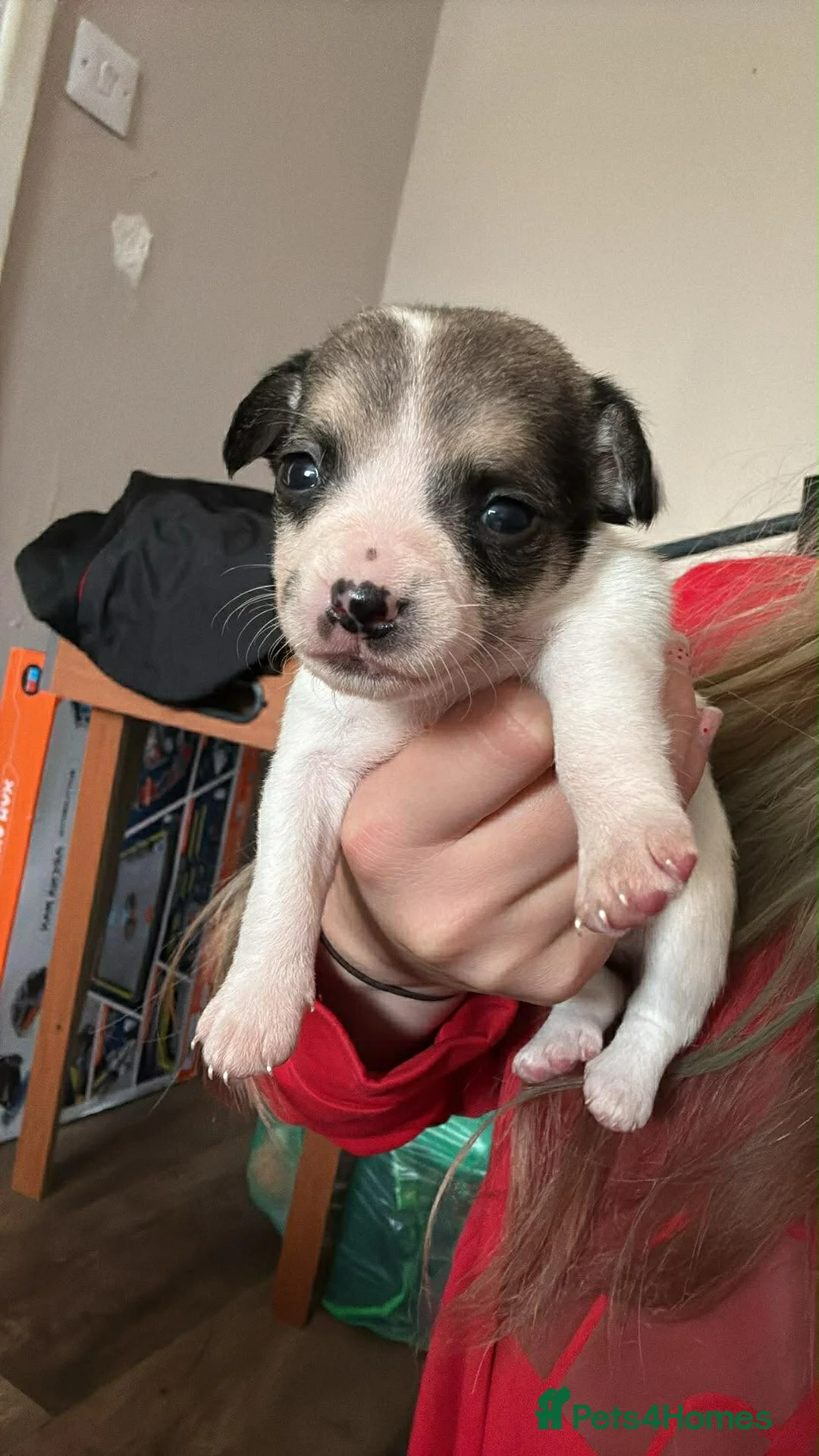 Mixed Breed dogs for sale: Beautiful jackawawas  - Advert 2