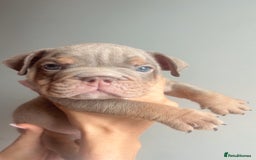 English Bulldog dogs for sale: English Bulldog Puppies  - Image 11