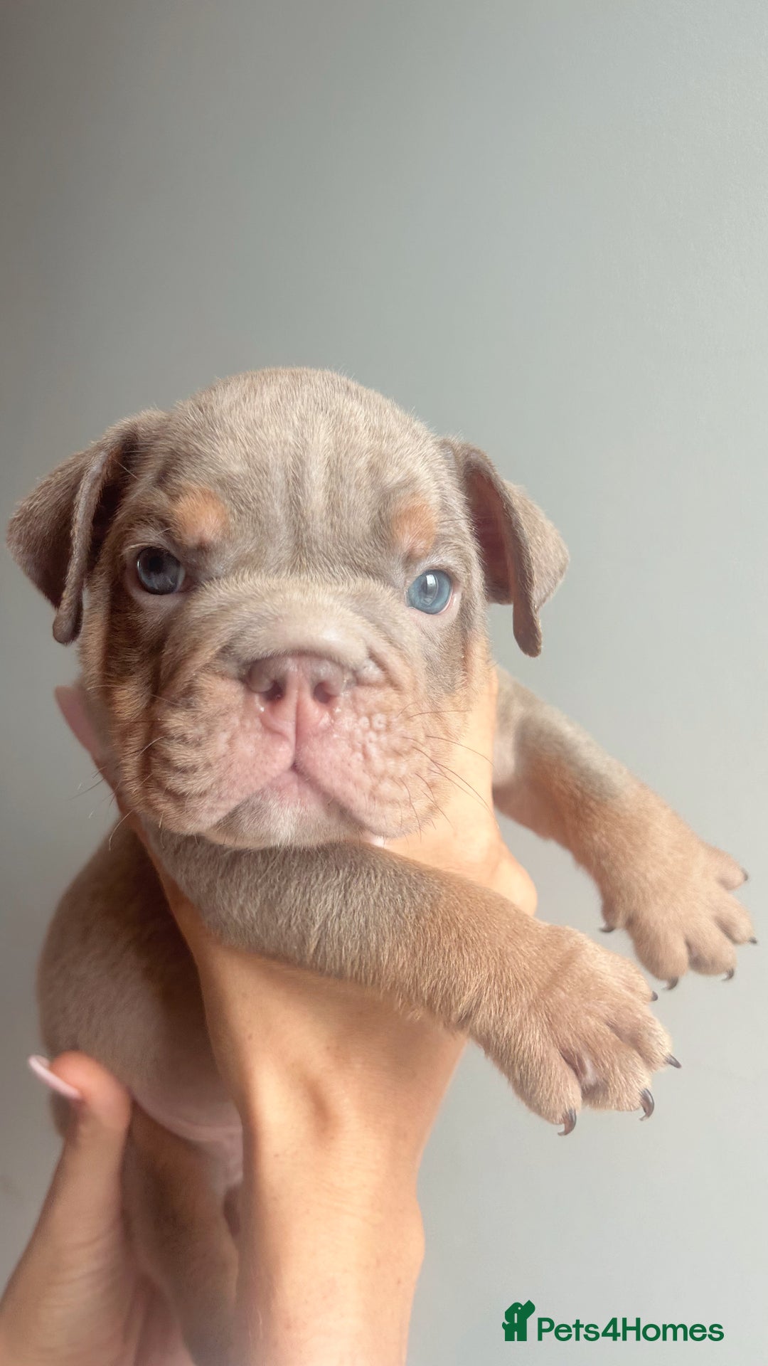 English Bulldog dogs for sale: English Bulldog Puppies  - Image 11