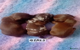 Miniature Dachshund dogs for sale: Miniature Daschund Puppies - Image 5