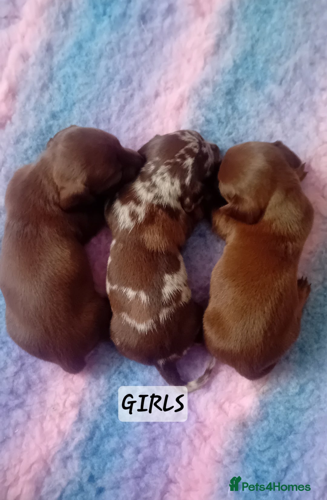 Miniature Dachshund dogs for sale: Miniature Daschund Puppies - Image 5