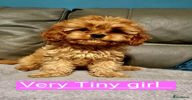 Cavapoo dogs beautiful fox red miniature cavapoo puppies - Advert 11