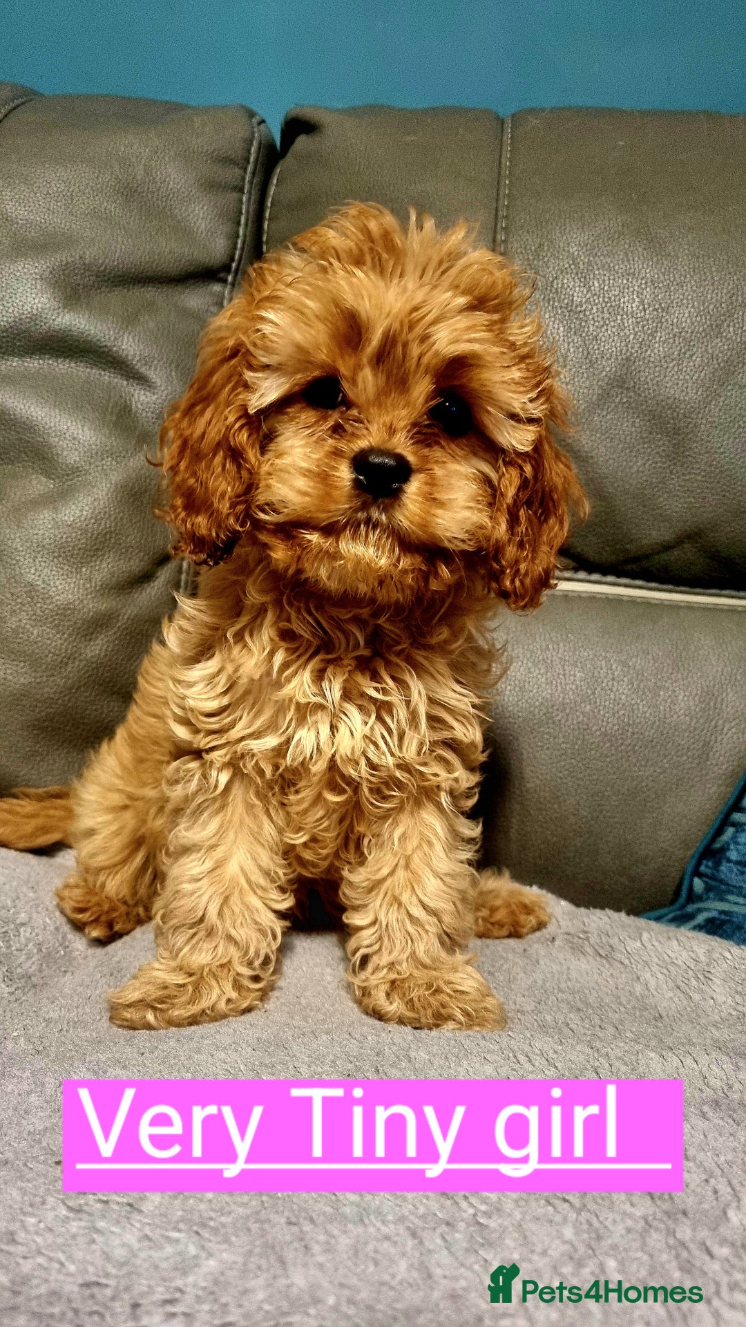Cavapoo dogs for sale: DNA TESTED ❤️2 girl left ❤️fox red miniature  - Advert 2