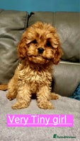 Cavapoo dogs beautiful fox red miniature cavapoo puppies - Advert 11