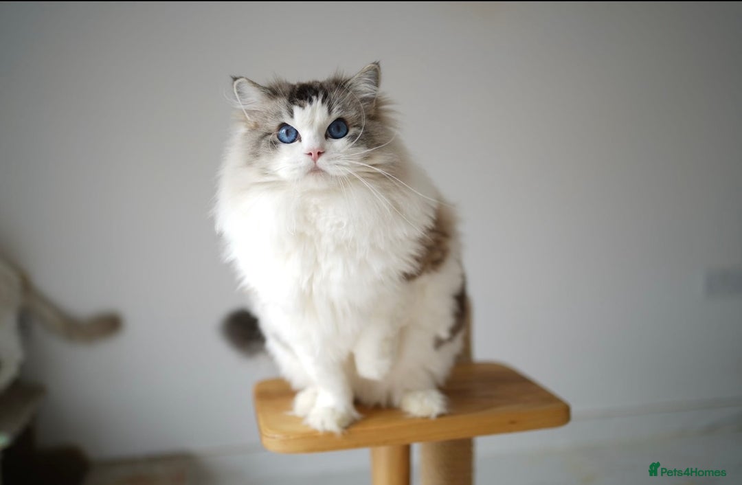 Ragdoll cats for sale: TICA register seal bicolor boy - Advert 5