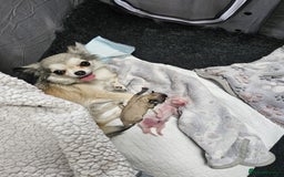 Chihuahua dogs for sale: Male Puppy Long haired Fawn and Sable Chihuahuas  - Advert 19