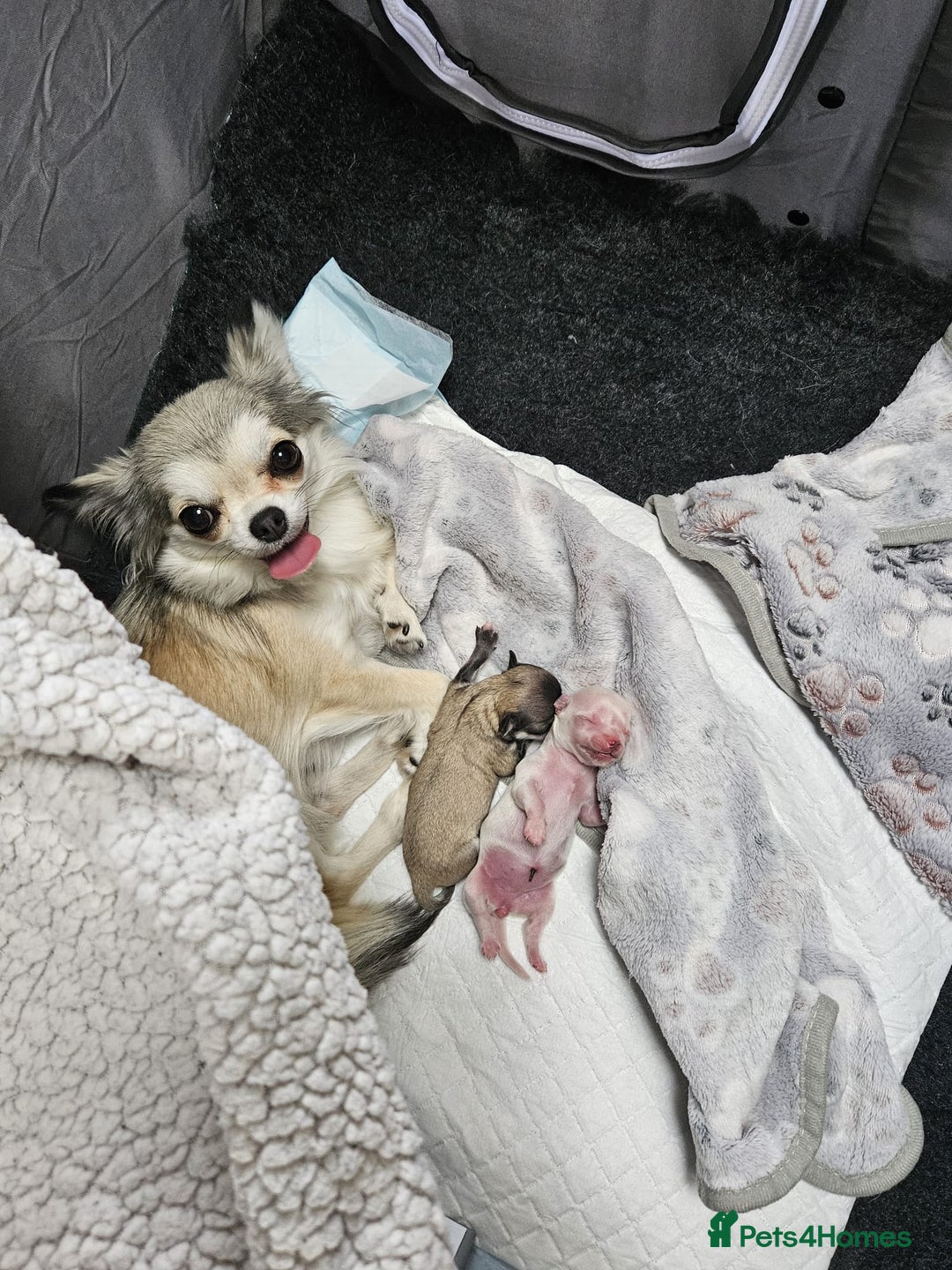 Chihuahua dogs for sale: Male Puppy Long haired Fawn and Sable Chihuahuas  - Advert 19