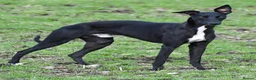 Whippet dogs for stud: Jett Black - Advert 6