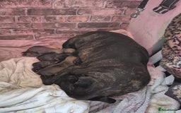 Mixed Breed dogs for sale: Rottweiler x Staffordshire bull terrier puppies - Image 12