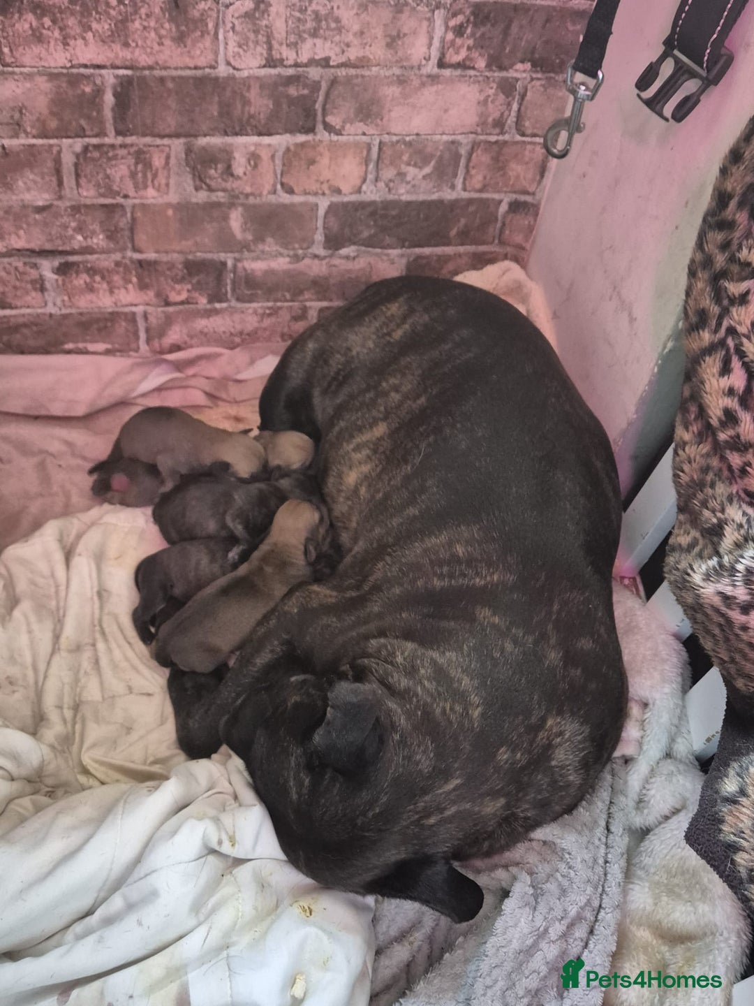 Mixed Breed dogs for sale: Rottweiler x Staffordshire bull terrier puppies - Image 12