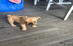 French Bulldog dogs for sale: 3 beautiful girls  - Image 3