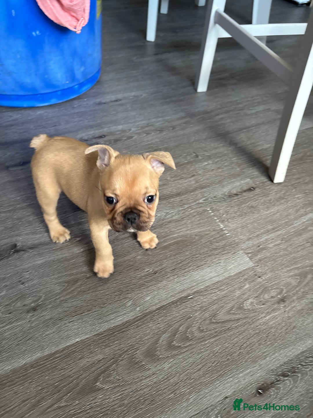 French Bulldog dogs for sale: 3 beautiful girls  - Image 3